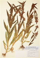 藏品(假龍頭花)的圖片